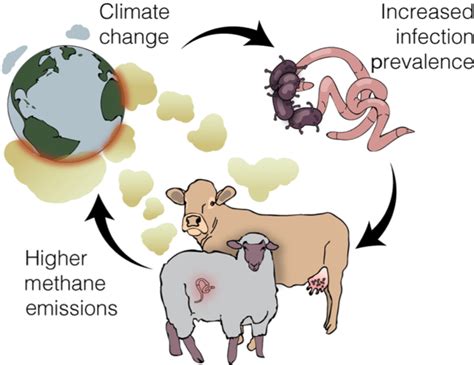 Odum School Of Ecology Sicker Livestock May Increase Climate Woes