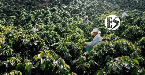 Cayó Un 12 La Producción De Café En Colombia