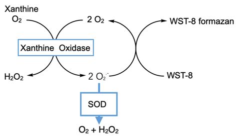 超氧化物歧化酶 Sod Sod活性，wst 8