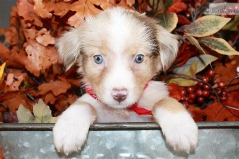 Reba Miniature Australian Shepherd Puppy For Adoption Near Dallas