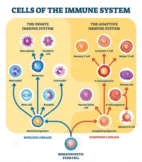 Immune system cells vector illustration - VectorMine