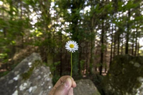 Hand Holding a Daisy Flower Stock Image - Image of collect, person: 190577429