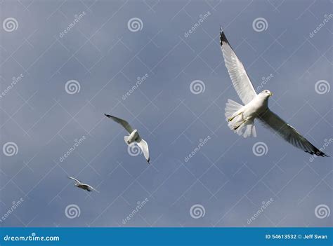 Sea Gulls In Flight Stock Photo Image Of Three Gulls