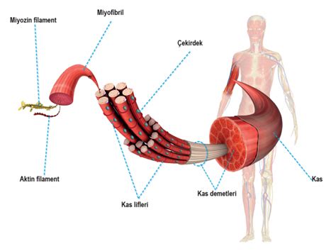 Kas Sistemi Kaslar N G Revi Nedir Ka E It Kas Vard R Tendonlar