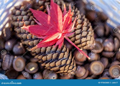 Pine Cones Acorns And Leaves Stock Image Image Of Cones Forest