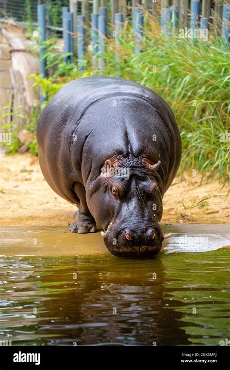 Hippopotamus Drinking Water Hi Res Stock Photography And Images Alamy