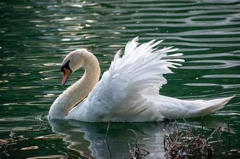 Swan Mute White Free Photo On Pixabay