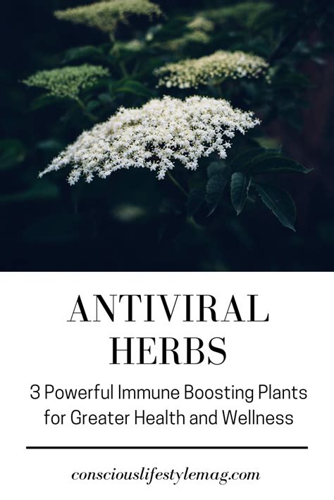 Antiviral Herbs Discover Three Of The Top Antiviral Herbs On The