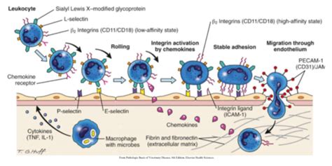 Cellular Phase Of Acute Inflammation Flashcards Quizlet