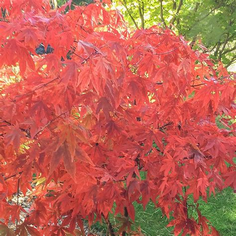 Acer Palmatum Westonbirt Orange Buy Rare Japanese Maples