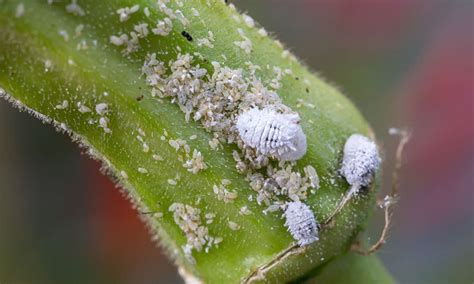 mealybugs control facts identification   remove