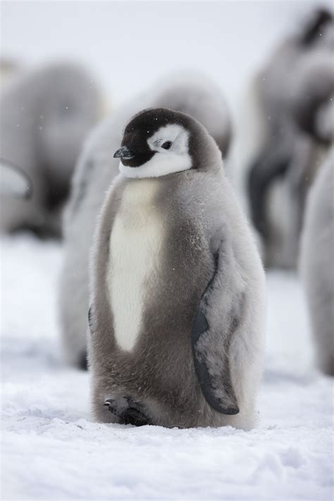 emperor penguins party  antarctica penguin wallpaper penguin