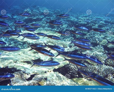Blue fish in blue water. stock photo. Image of tourism - 85571432
