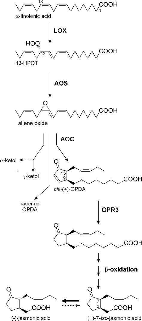 Biosynthetic Pathway Of Jasmonate Biosynthesis Download Scientific Diagram