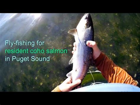 Fly Fishing For Resident Coho Salmon In Puget Sound Youtube