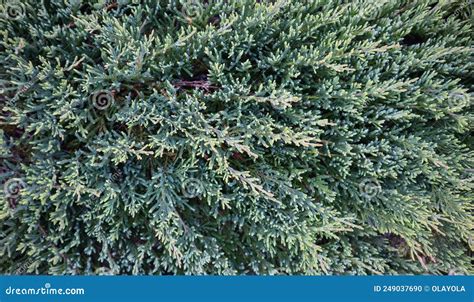 Branches Of Juniperus Squamata Flaky Juniper Or Himalayan Juniper