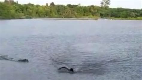 V Deo Homem Atacado Por Jacar Ao Nadar Em Lago Proibido No Mato