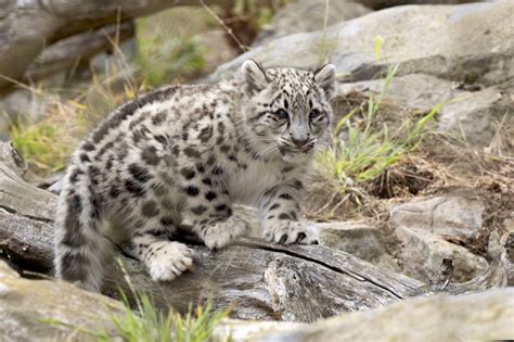 Snow Leopard Zooborns