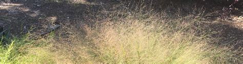 Native Ornamental Grasses For Central Florida UF IFAS Extension