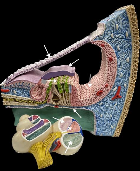 Cochlea Anatomy Diagram | Quizlet