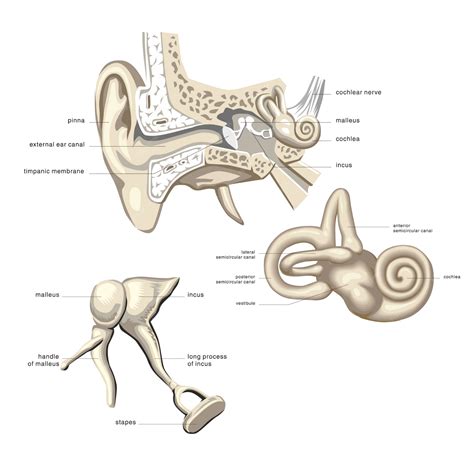 premium vector anatomy   auditory system