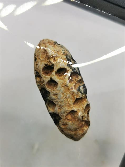 Unusual Fossils