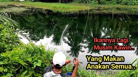 Begini Kalau Mancing Ikan Di Musim Kawin Youtube