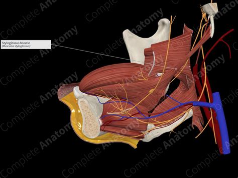 Styloglossus Muscle | Complete Anatomy