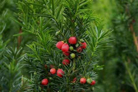 Eibe beliebtesten Sorten für einen schönen Garten