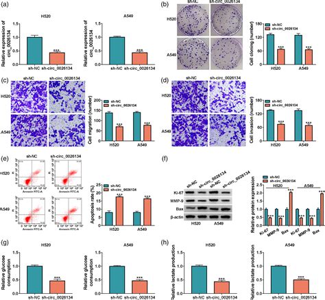 Circ 0026134 Promotes NSCLC Progression By The MiR36195p CHAF1B Axis