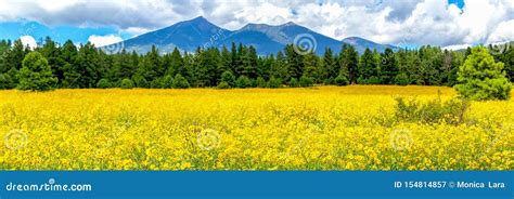 Flagstaff Flower Field Panorama Stock Image - Image of natural, cloud: 154814857