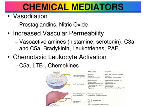 PPT CHEMICAL MEDIATORS OF INFLAMMATION PowerPoint Presentation Free