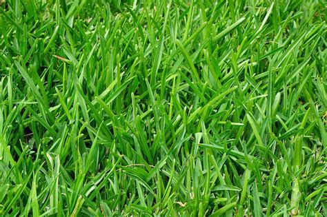 12 Types Of Grass And Their Benefits With Pictures House Grail