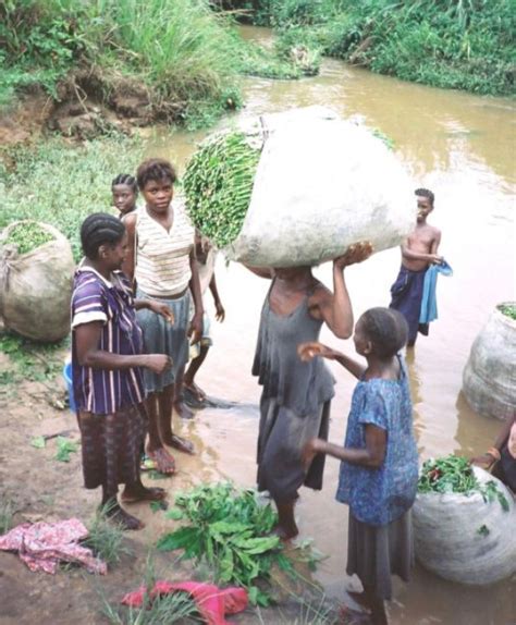 Cassava A Staple Food In Central Africa Bushguide 101