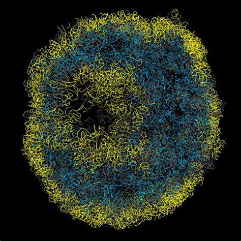 First complete 3D genome structure from individual mammalian cells ...