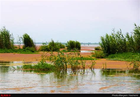 Photos Anzali Lagoon The Iran Project