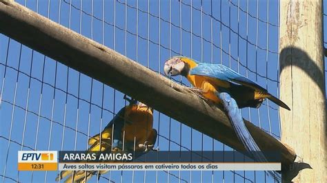 Araras livres visitam aves no Centro de Reabilitação em Araras São