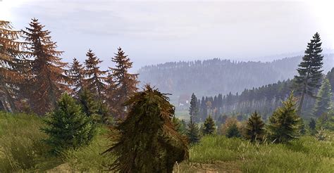 Dayz Has Lovely Forests With A Variety Of Trees Such As Pine Beech