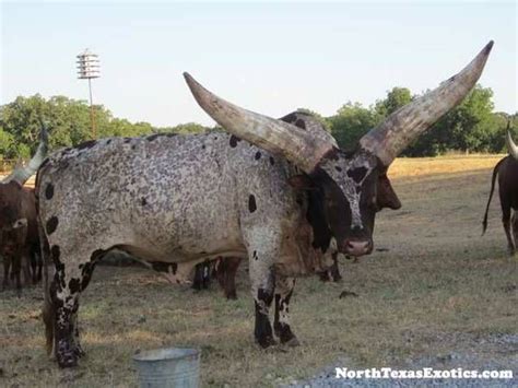 African Watusi Cattle