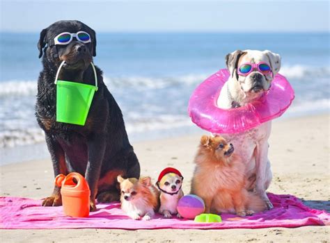 Spiagge Per Cani I Migliori Stabilimenti In Abruzzo Ombrellone It