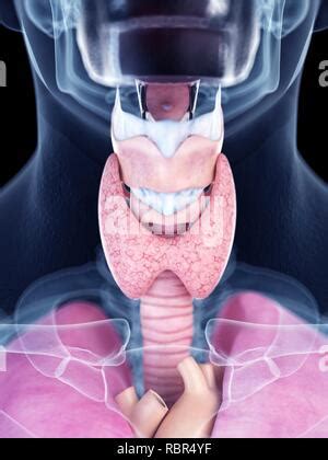 Gl Ndula Tiroides Con Medicamentos Hipertiroidismo Ilustraci N D