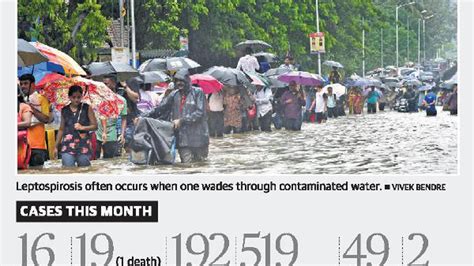 Leptospirosis Claims Fourth Life This Monsoon Season The Hindu