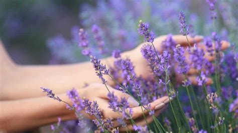 Come Piantare La Lavanda In Una Tazza Per Profumare Tutta La Casa