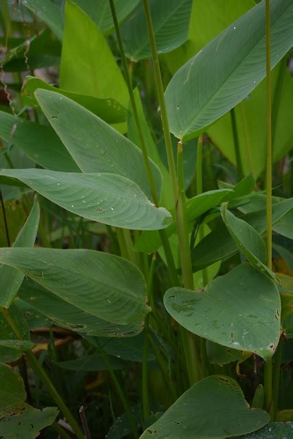 Thalia Dealbata