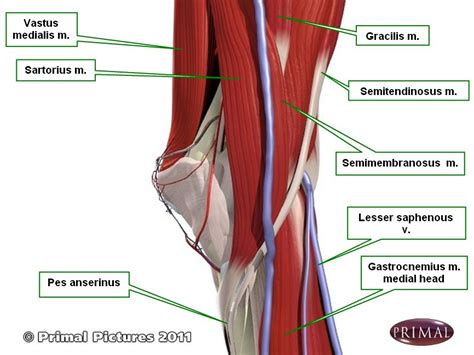 Pes anserine - netclinic