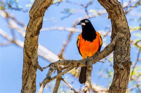 Wildlife in Venezuela - Types of Venezuelan Animals - A-Z Animals