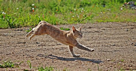 How Fast Can A House Cat Run Vet Overview Bored Panda