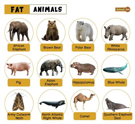 Top 118 + Fat wild animals - Lifewithvernonhoward.com