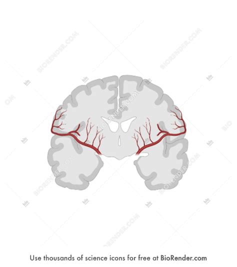 Free Brain Coronal Cut Simplified With Vessels Icons Symbols