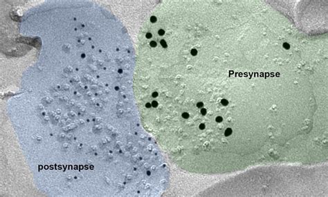 Zeiss Microscopy Vignette Slug